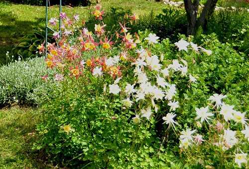 Kvetinové záhony s aquilegiou