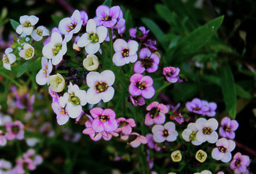 ดอกไม้ Alyssum ที่มีเฉดสีต่างกัน