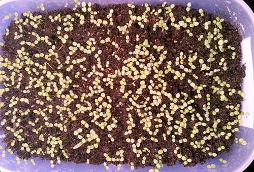 Alyssum seedlings