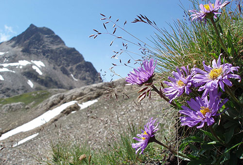 Wild alpine aster