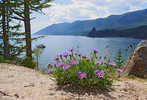 Alpine aster on the shore of Baikal