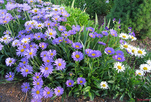 Alpine aster of two types