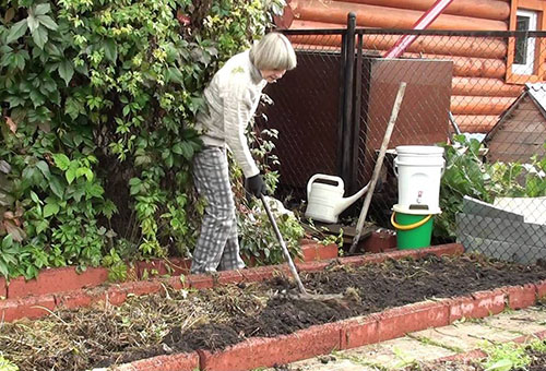Preparing a flower bed for planting alstroemeria