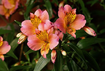 Alstroemeria bloemen