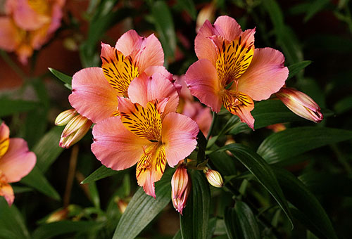Kvety Alstroemeria