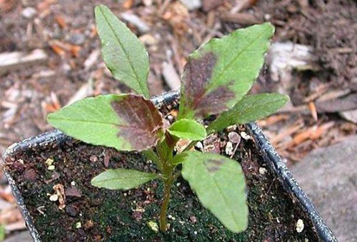 Amaranth seedlings