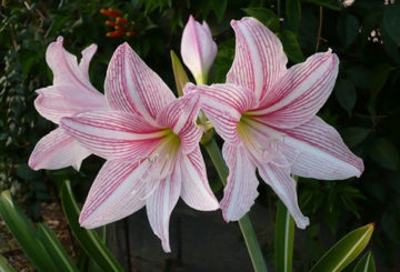 Witte amaryllis met roze strepen