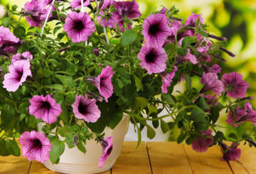 Ampel petunia