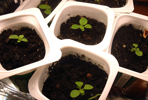 Petunia sprouts in cups