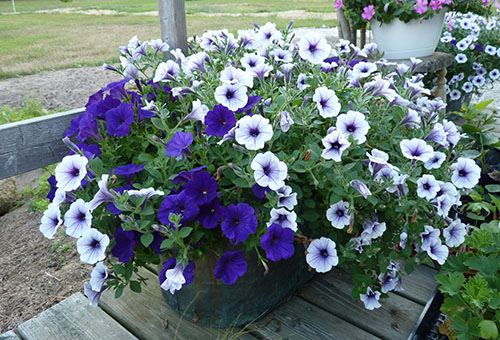 Flowerbed with ampelous petunia