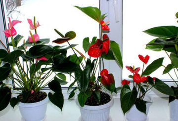 Bloeiende anthuriums op de vensterbank