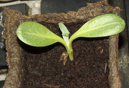 Artichoke sprout