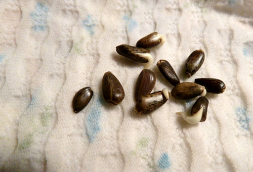 Germinating artichoke seeds