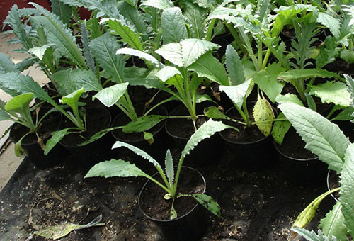 Plantera kronärtskockplantor