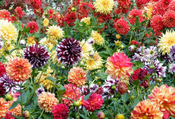 Asters van verschillende variëteiten