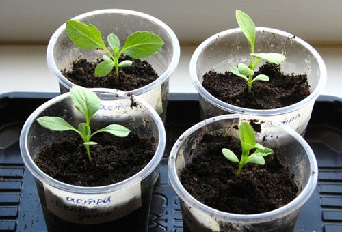 Seedlings of asters in cups