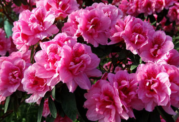 Bloeiende azalea