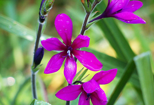 Purple Babiana Flowers