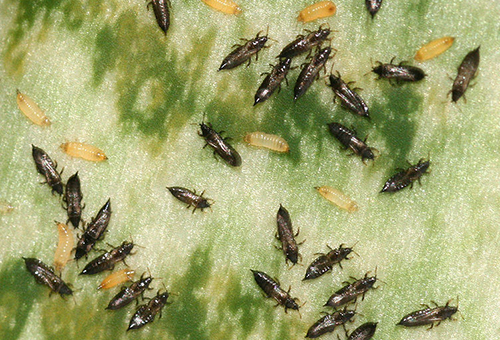 Colony of thrips