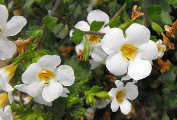 Bacopa bloemen