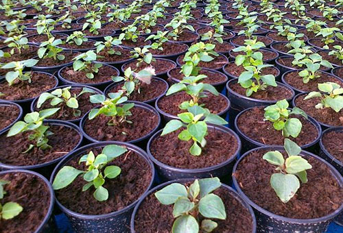Balsam seedlings