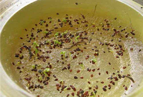 Germination of balsam seeds