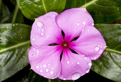 Pink periwinkle flower