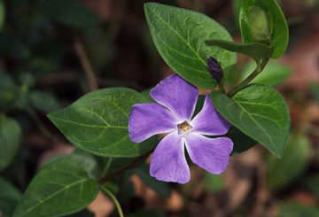 Bígaro floreciente