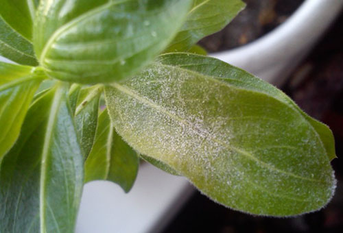 Powdery mildew on a periwinkle leaf