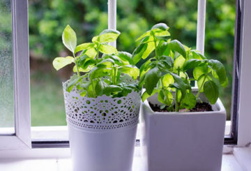 Albahaca en el alféizar de la ventana