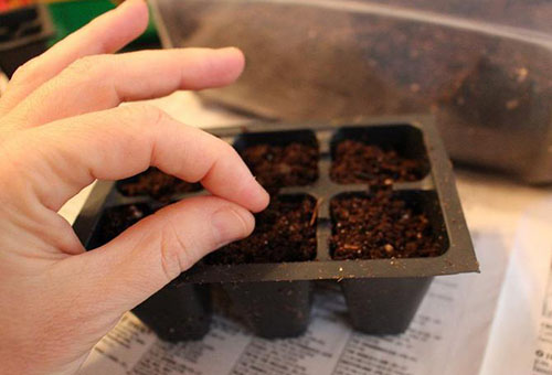 Sowing basil seeds