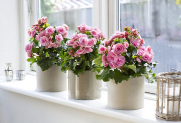 Begonias florecientes en el alféizar de la ventana