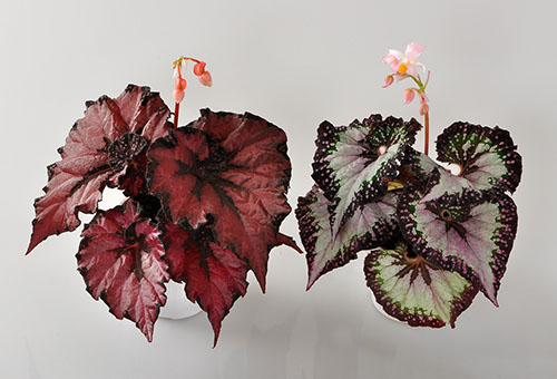 Dekorativt bladverk begonier