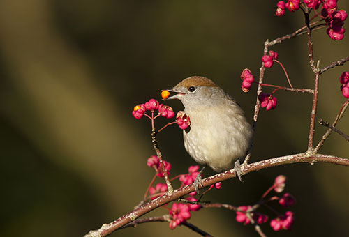 Sparrow on a spindle tree branch