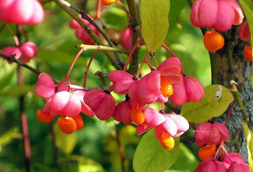 Euonymus berries
