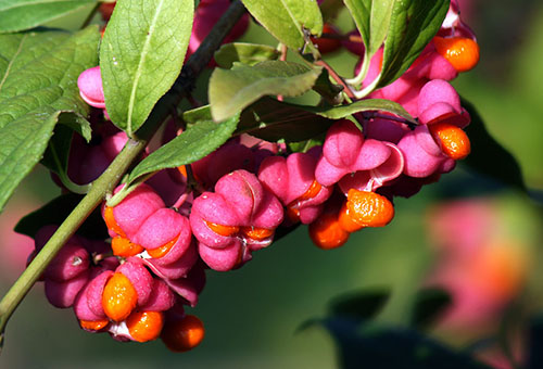Branch of euonymus with berries