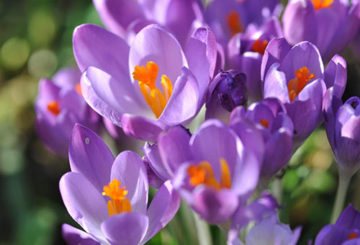 Flores de colchicum