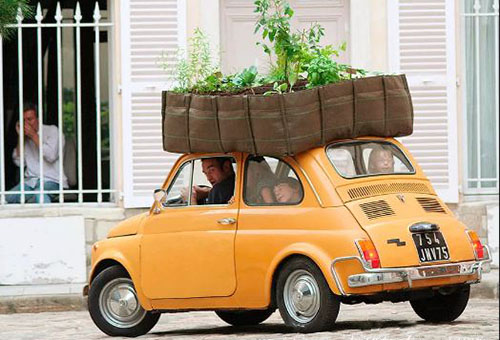 Transporte de plantas al país