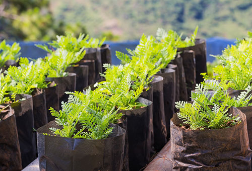 Las plántulas de caléndula están listas para plantar.