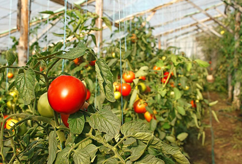 Tomaten in de kas