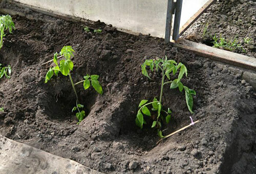 Plantar plántulas de tomate en invernadero