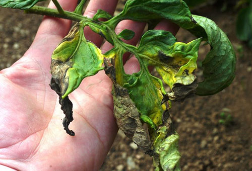 Plántulas de tomate enfermas