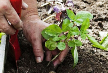 Plantera en basilika i en trädgård