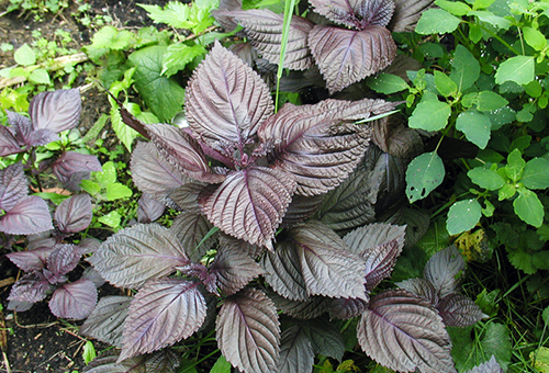 Albahaca en el jardín