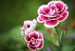 Hoa cẩm chướng lâu năm