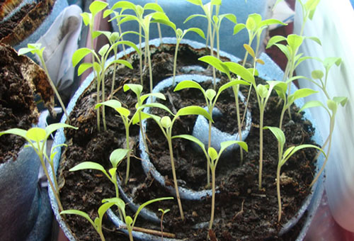 Brotes de tomate en un caracol