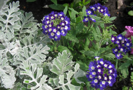 Verbena s bielymi a modrými kvetmi