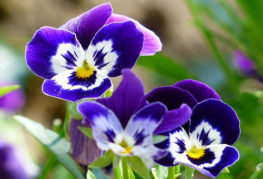 Viola blommor