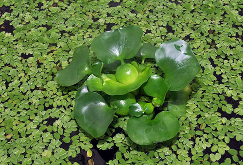 Water hyacinth