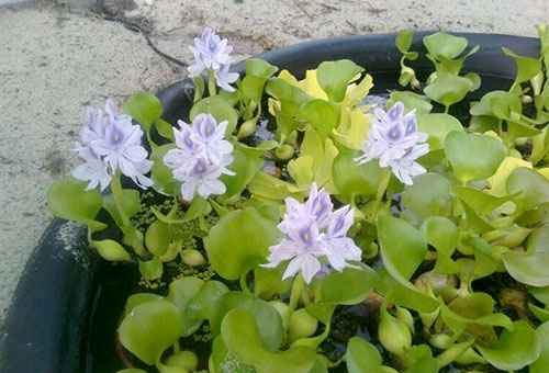 Water hyacinths in a tub